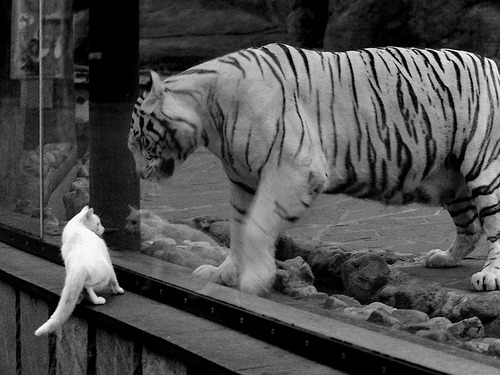 北欧风暴与东方利剑，当团队碾压遇见个人制胜