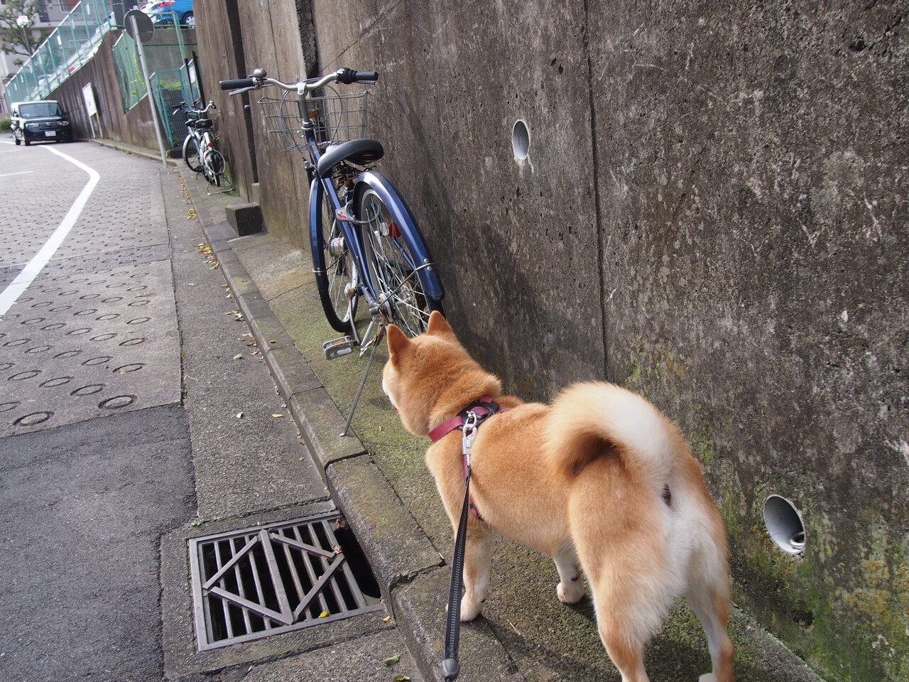 巴黎铁塔下的樱花凋零，黄鸭组合如何鸣响法国队逆转号角