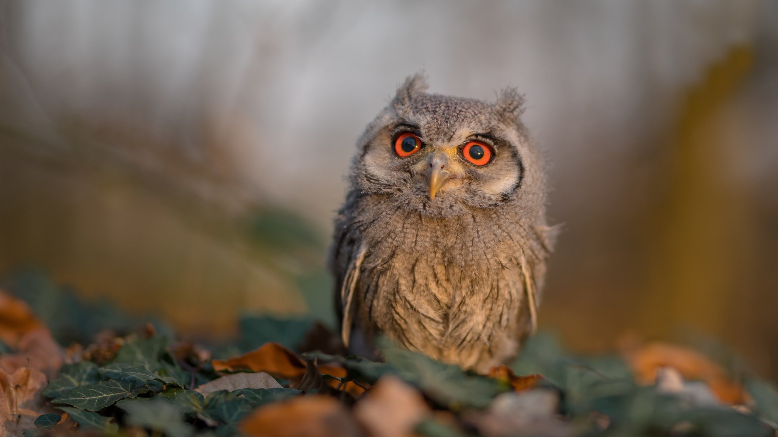 以掌为矛,班凯罗刺穿蜂巢防线—解析灰熊打穿黄蜂的战术密钥