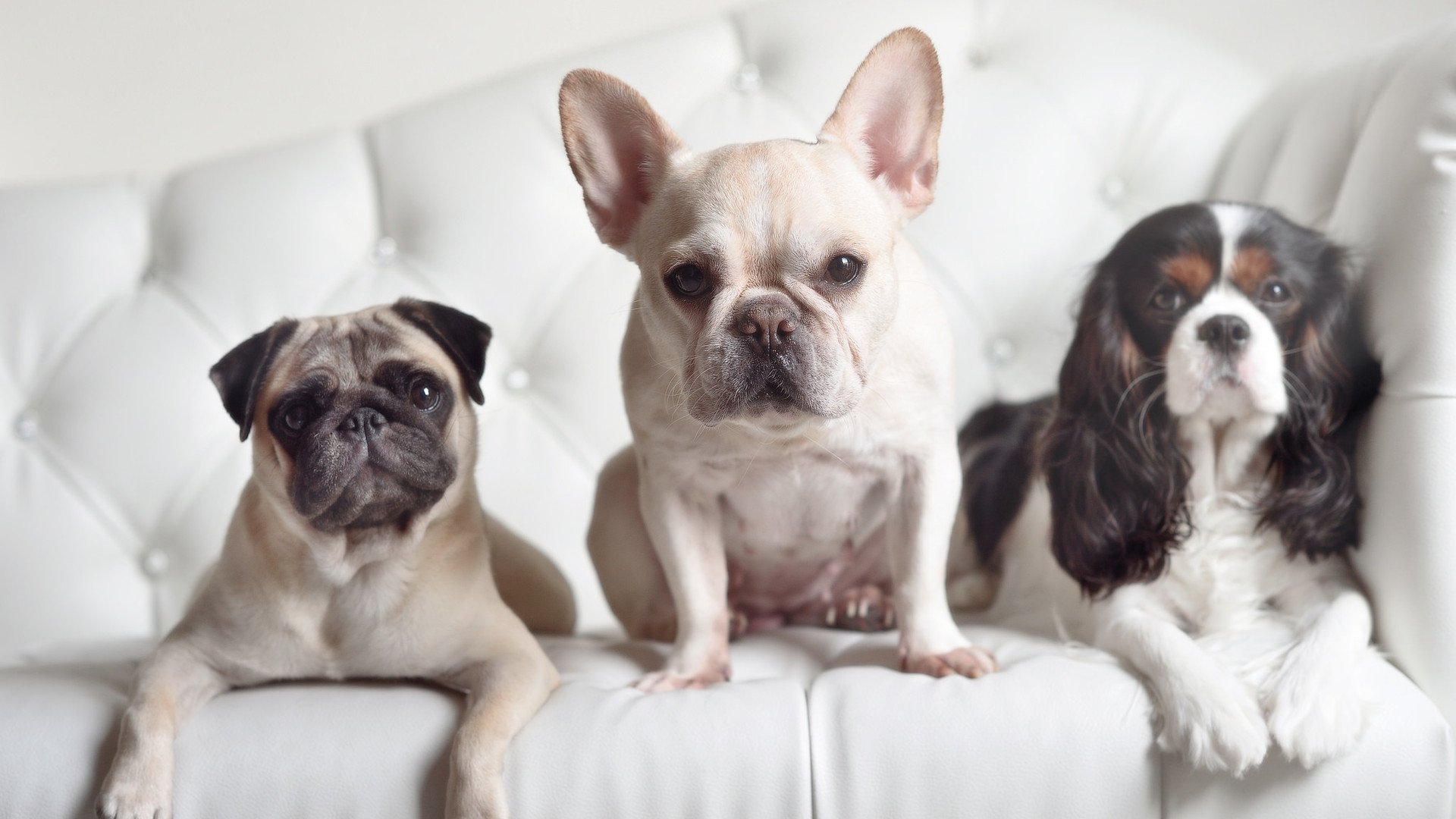 绝境刀锋!莱万92分钟手术刀出鞘,撕裂夜空定江山