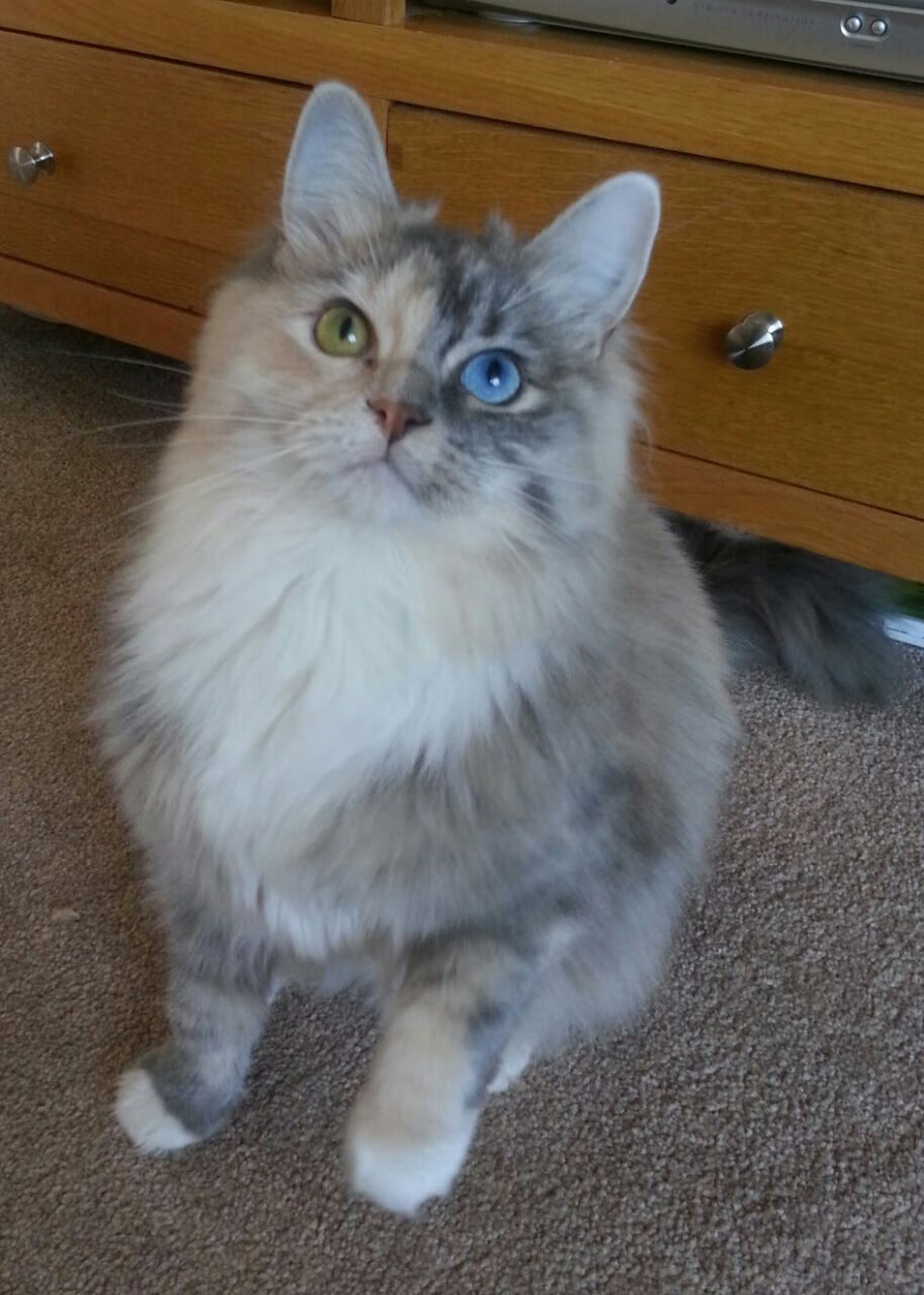 基耶萨一人撕裂三狮防线！曼联绝境重生，英格兰主场神话破灭