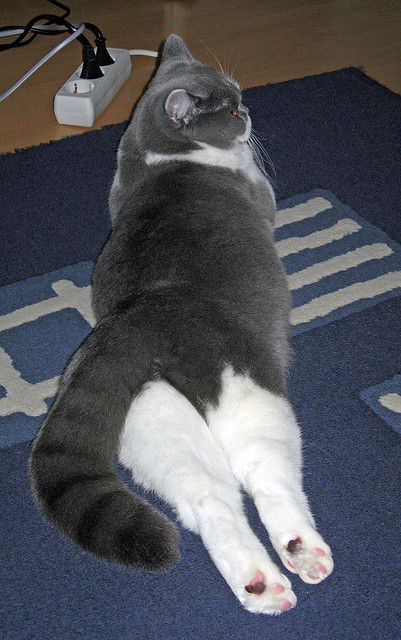 如果湖人篮网总决赛相遇,字母哥将成为最强判官