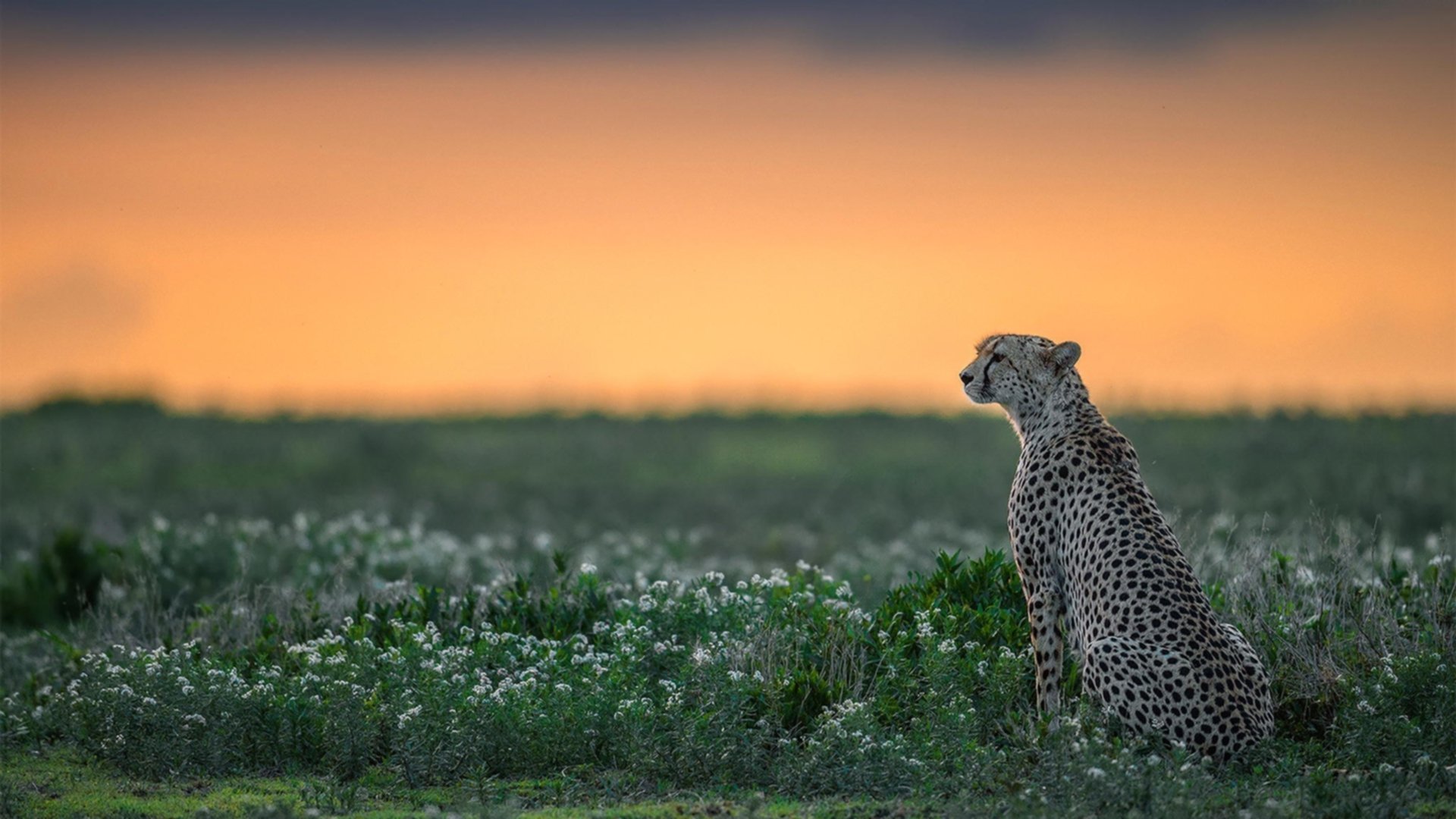 北境终破，沧海横流—布伦森神兵天降，上海力克新疆夺赛点