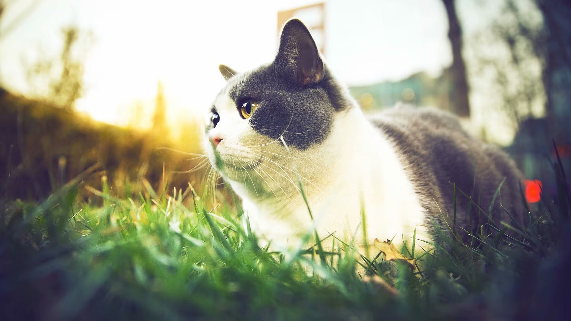 阿拉巴决胜局一锤定音,乌克兰惊险带走哥斯达黎加