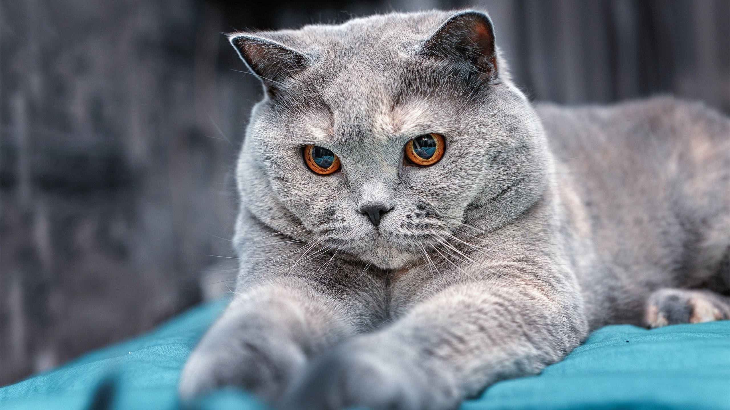 有人拼到最后一秒，有人提前让对手投降