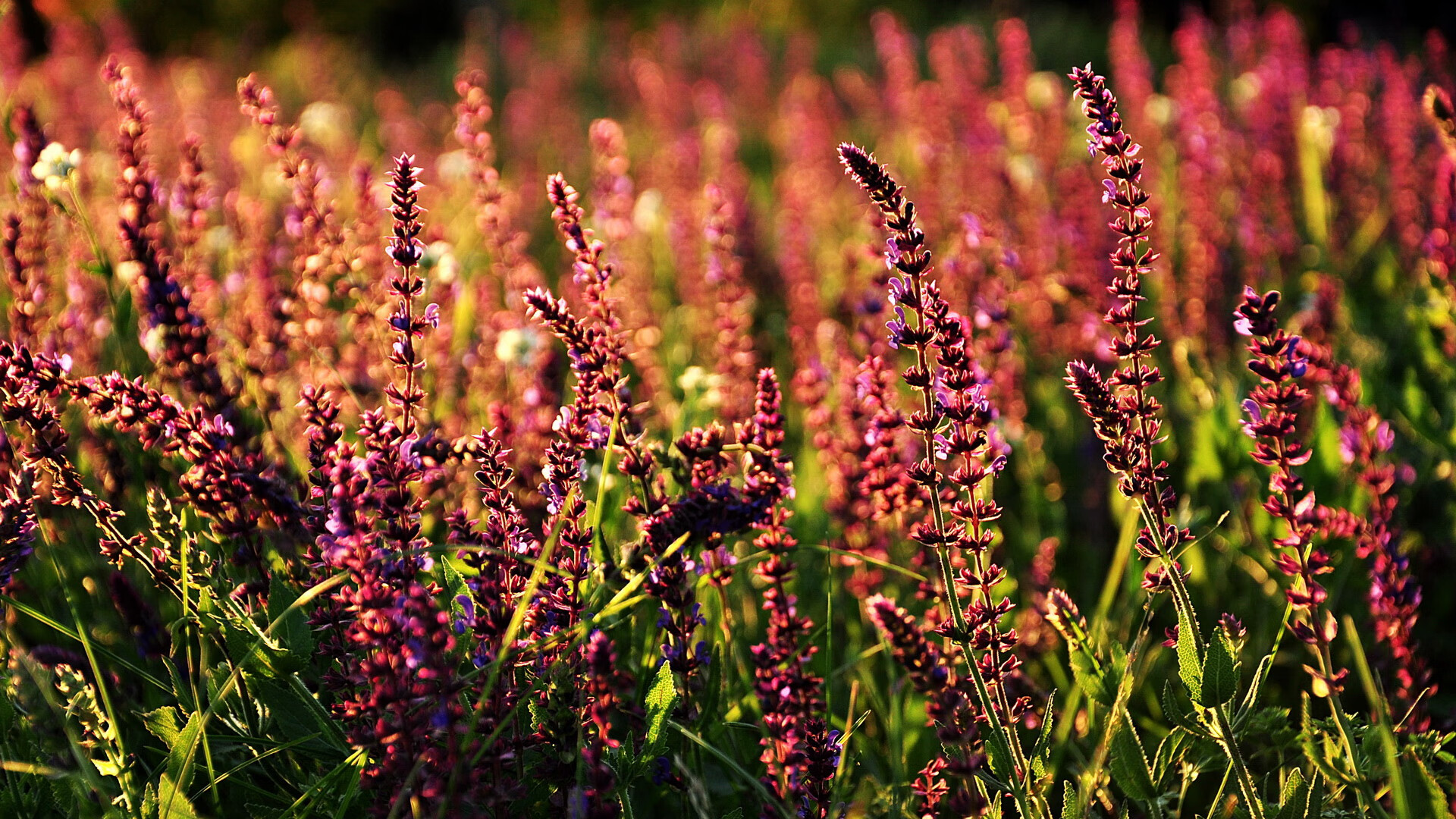唯一性之夜，F1揭幕战焦点对决与希腊斩落荷兰的体育奇迹