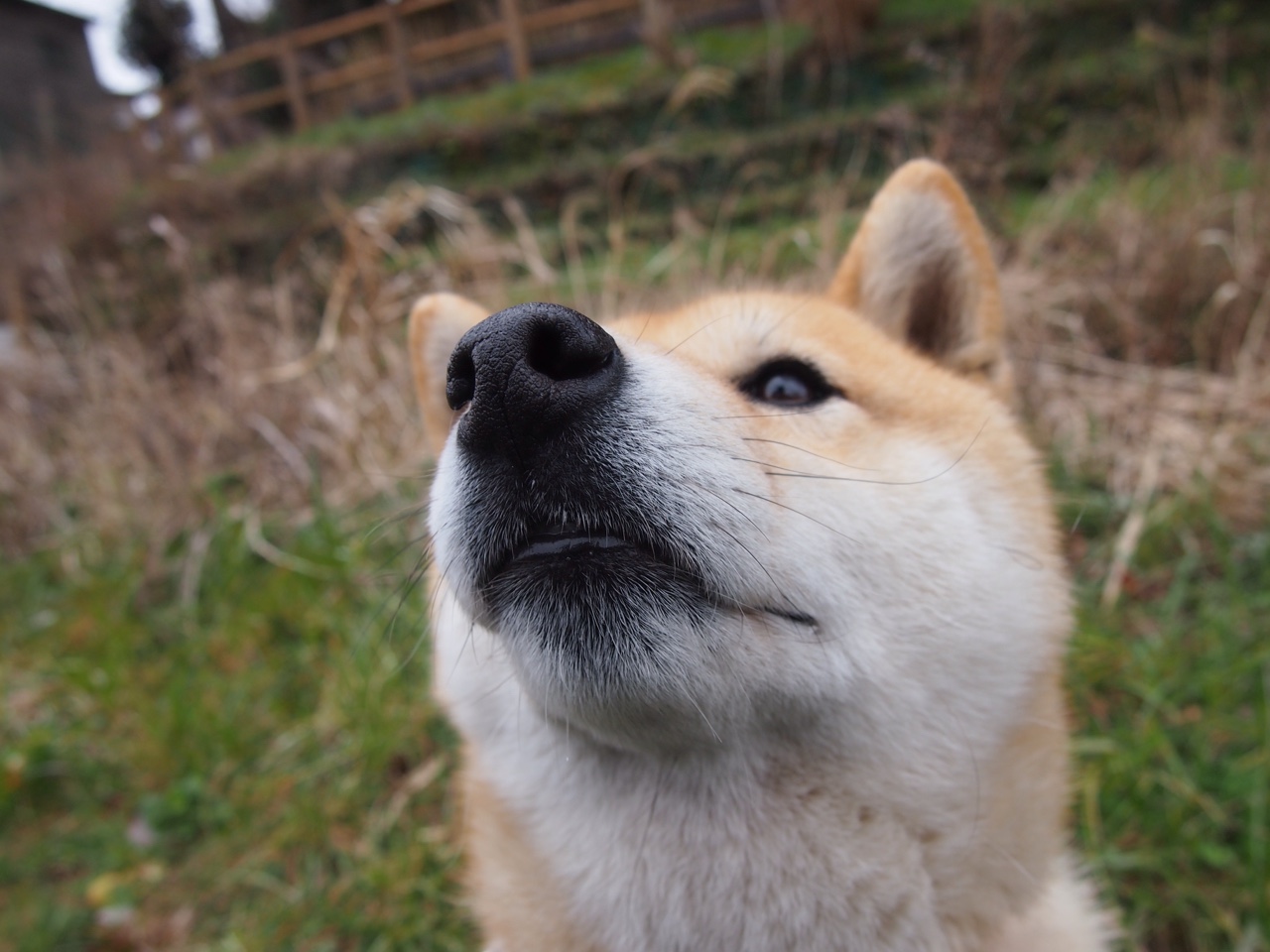 约基奇式三双数据背后，辽宁队如何稳稳拿下雷霆