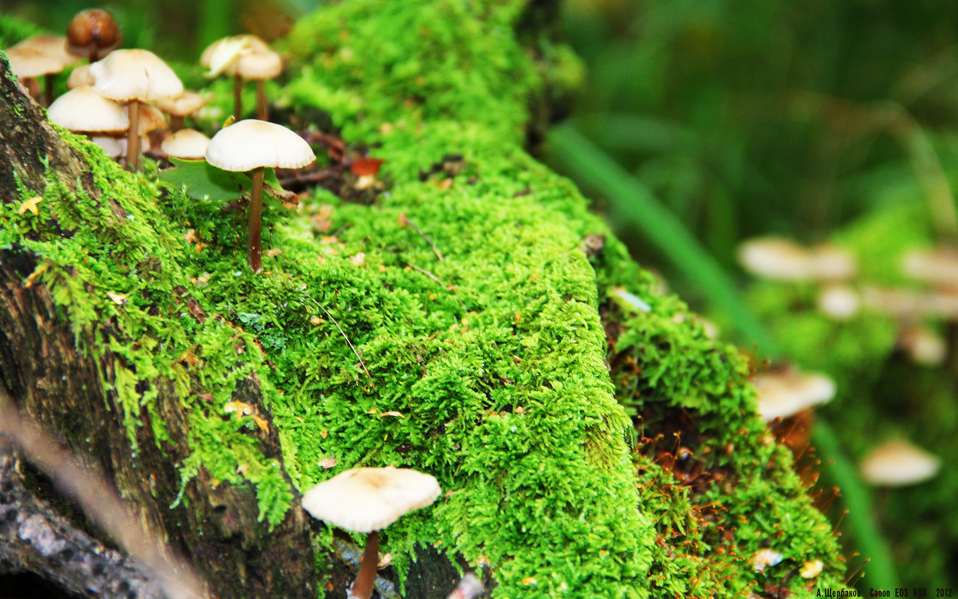 铁骑踏碎雄狮梦，努涅斯神锋降临，卡塔尔碾压式征服塞内加尔