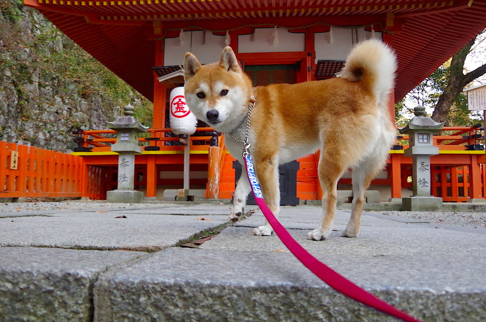 拉梅洛式发动机颠覆认知！凯尔特人绝境中靠速度革命碾过火箭铁阵