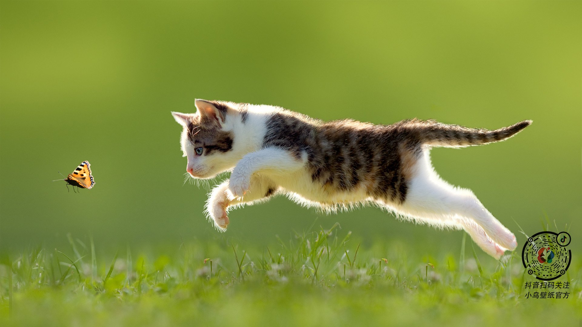 巨星的焦点，集体的胜利，内马尔闪亮与乌克兰爆冷背后的足球哲学