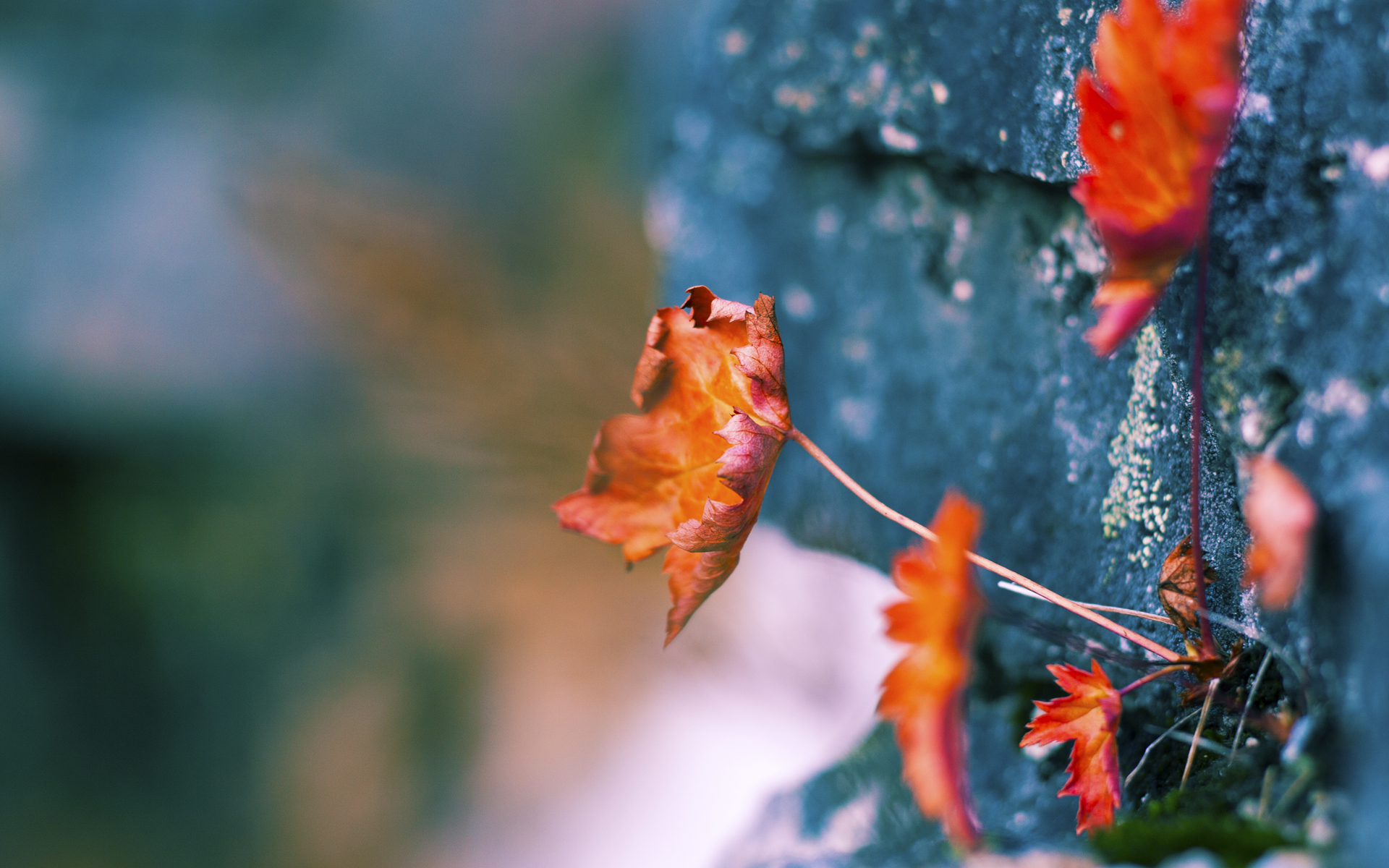 洲际杯决战伊布上演空霸暴走！新西兰爆冷3-2喀麦隆首度登顶