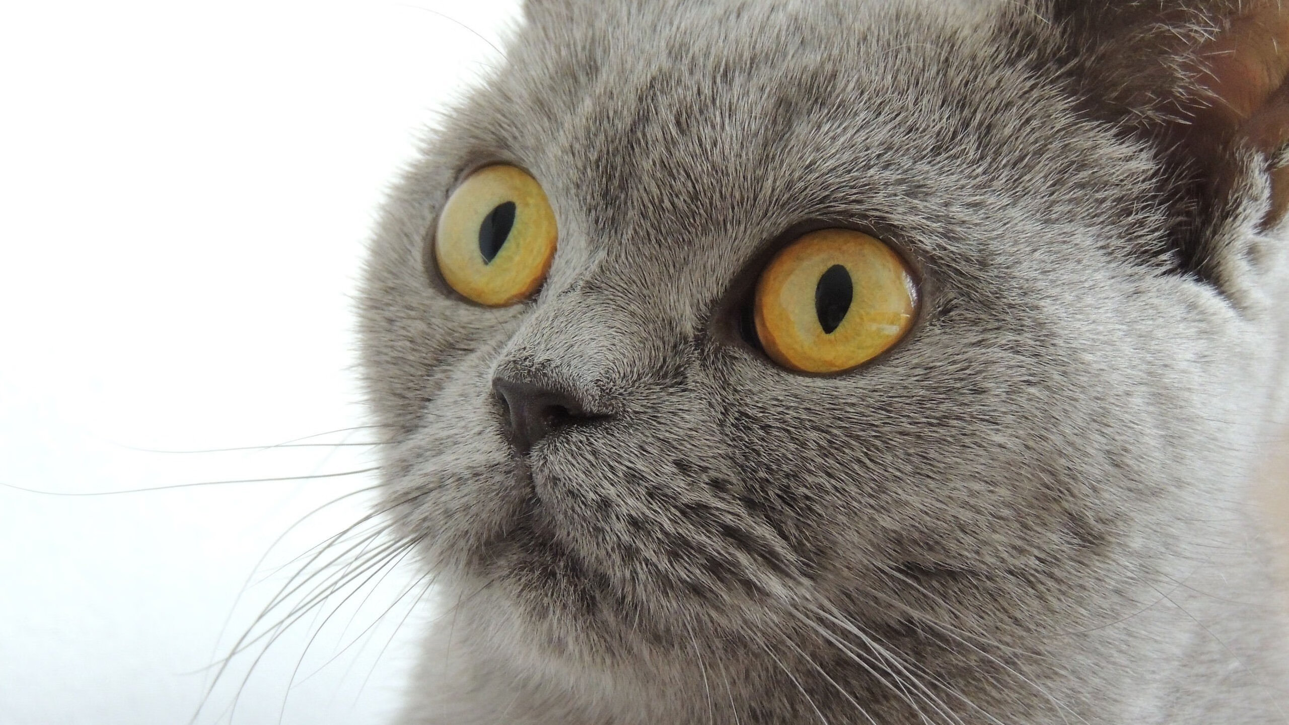 阿波罗的投影，当杜兰特在攻防两端成为绝对法则