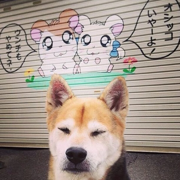 跨越次元的黑马,当浙江稠州银行遇上休斯顿火箭