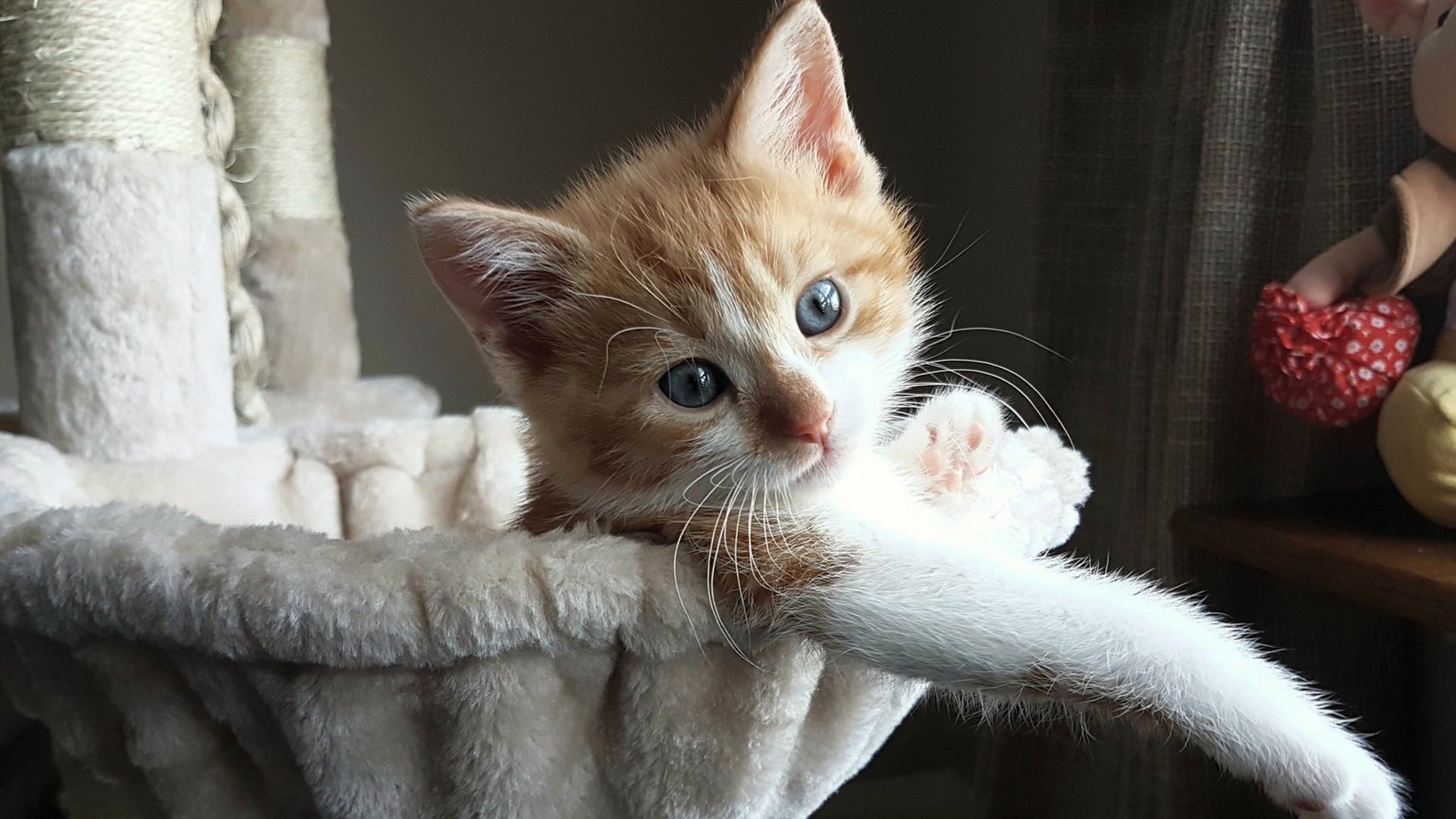 德甲争冠生死夜，当他起脚时，整个世界都安静了