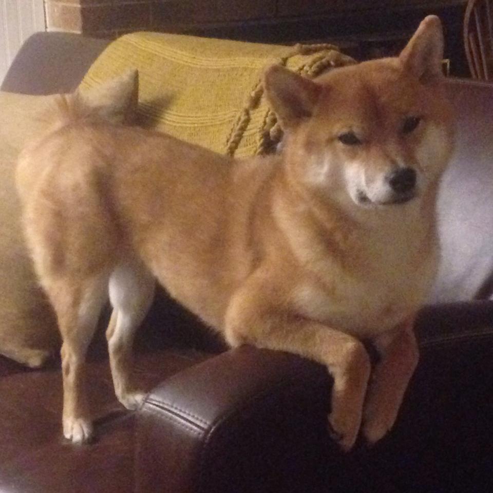 终场哨前的王座之战，德里赫特钢铁防线接管世界排名关键战役，突尼斯绝境刺穿那不勒斯